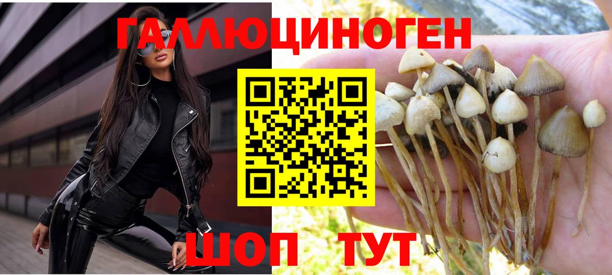 Гурьевск  Псилоцибиновые грибы прущие грибы  Вход с VPN  Псилоцибиновые грибы мицелий 